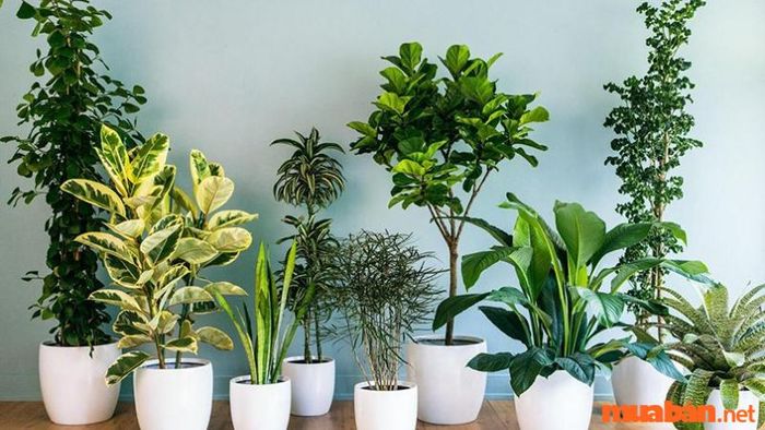 Lợi ích của việc trồng cây phong thủy cho người mệnh Kim