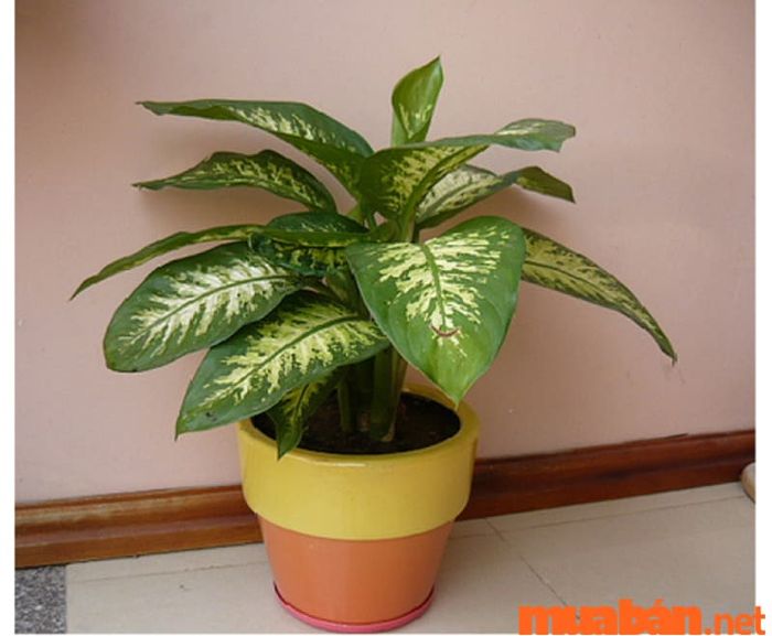 Cây Vạn Niên – sự lựa chọn lý tưởng cho không gian xanh