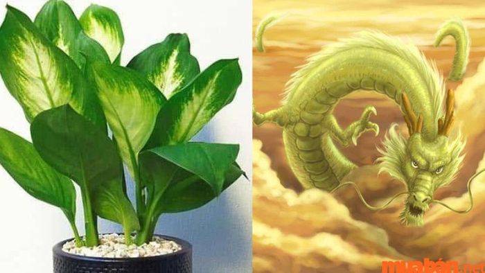 Cây Vạn Niên Thanh hợp với mệnh gì, tuổi gì? Người tuổi Thìn là phù hợp nhất