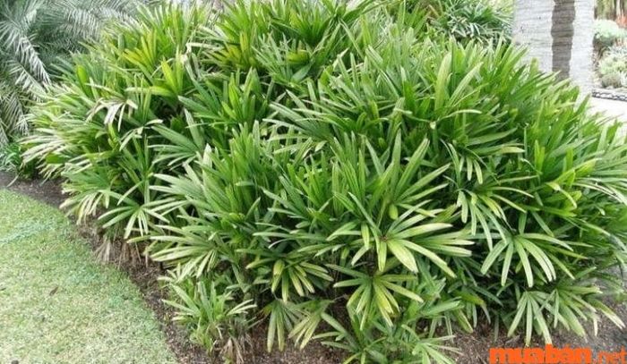 Hãy lưu ý kỹ những điểm quan trọng trước khi bắt đầu trồng cây trúc nhật