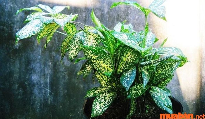 Đây là giống cây ngoại nhập