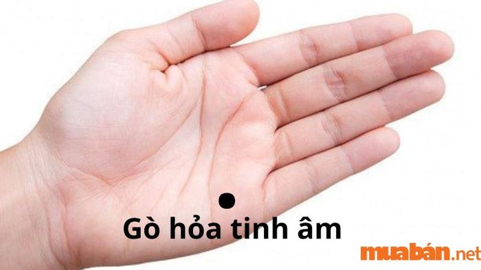 Gò Hỏa Tinh âm phát triển tốt thường cho thấy người sở hữu có tính cách năng động, hướng ngoại và đam mê.