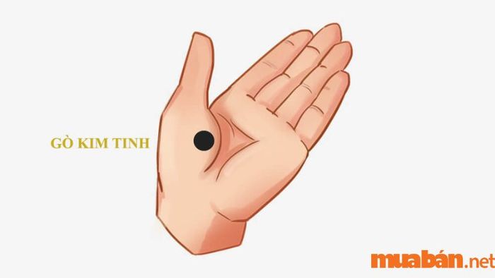 Gò Kim Tinh nhô cao là dấu hiệu của những người sống thiên về tình cảm, luôn trân trọng các mối quan hệ và luôn nhận được sự yêu mến từ những người xung quanh.