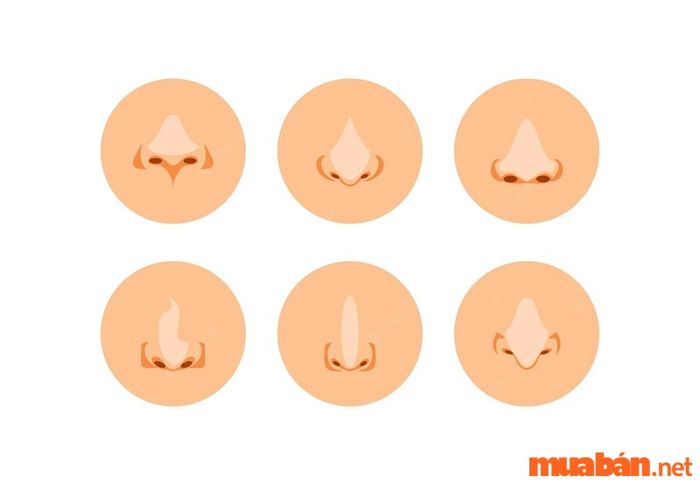 Dáng mũi dọc dừa là một trong những tướng mũi được đánh giá rất tốt theo nhân tướng học phụ nữ, thể hiện cuộc sống an nhàn và thịnh vượng.