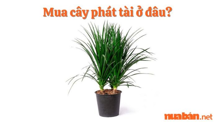 hoa phát tài