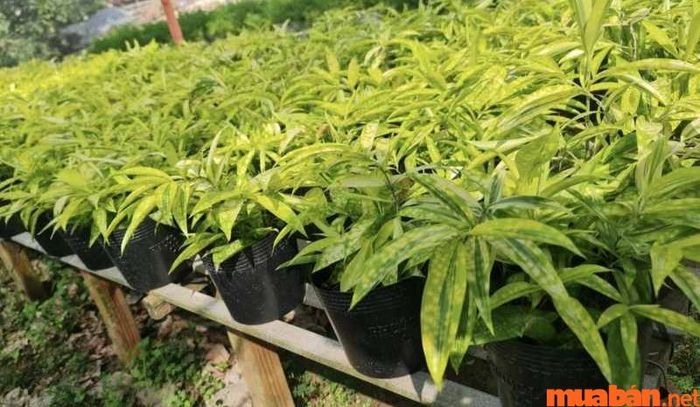 Bón phân cho cây với liều lượng vừa phải