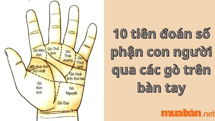 10 dự đoán về số phận con người qua các gò trên bàn tay