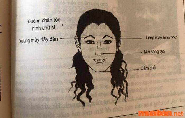 Tướng mặt của phụ nữ thông minh, dễ thành công theo nhân tướng học có những đặc điểm nổi bật như cằm chẻ, lông mày đầy đặn với hình dáng như ký tự へ, và đường chân tóc tạo thành hình chữ M.