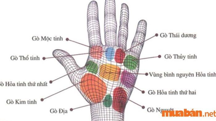 Mỗi gò trên bàn tay đều mang một ý nghĩa riêng biệt