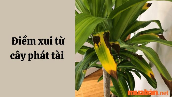 hoa phát tài