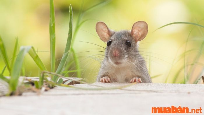 Màu sắc nào hợp với tuổi Tý?