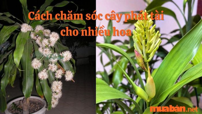 hoa phát tài