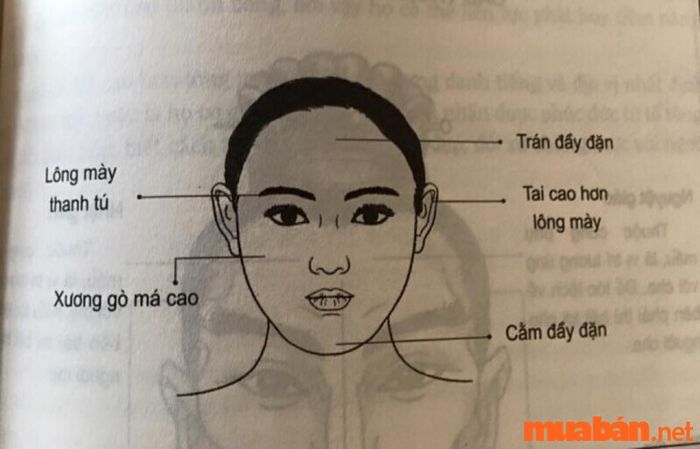 Theo nhân tướng học, phụ nữ có tướng mặt may mắn thường thể hiện qua sự hài hòa và cân đối của các đường nét, đem lại vận may trong cuộc sống.
