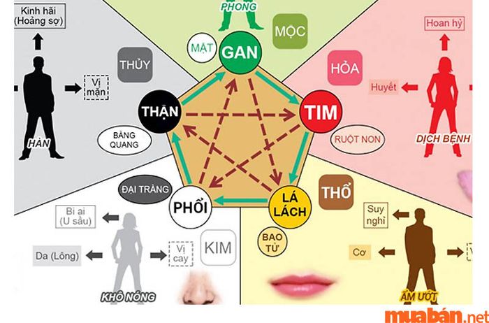 Kim Mộc Thủy Hỏa Thổ trong Y học cổ truyền