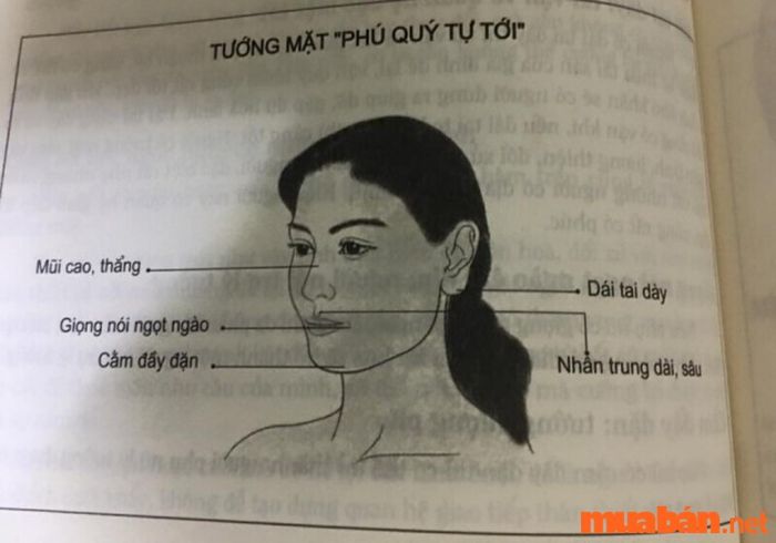 Theo nhân tướng học, tướng mặt của những phụ nữ giàu có thường có những đặc điểm như trán cao, rộng và đầy đặn. Những đặc điểm này không chỉ biểu lộ sự thông minh mà còn phản ánh sự chăm chỉ và tài năng, giúp họ dễ dàng đạt được thành công trong công việc và cuộc sống.