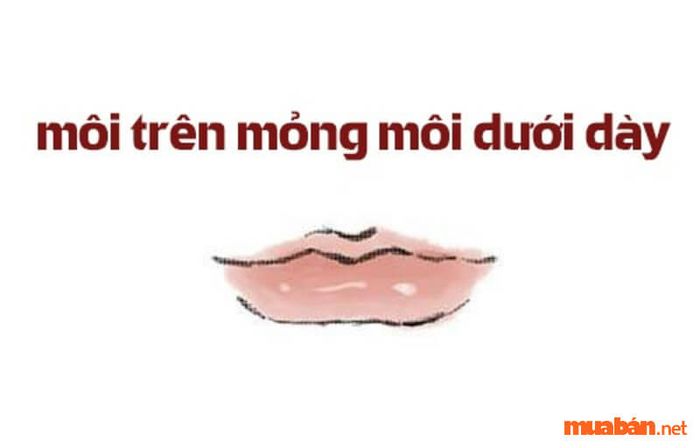 môi trên mỏng và môi dưới dày