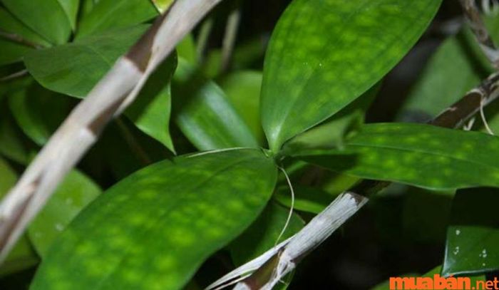 8 bước để thực hiện phương pháp giâm cành