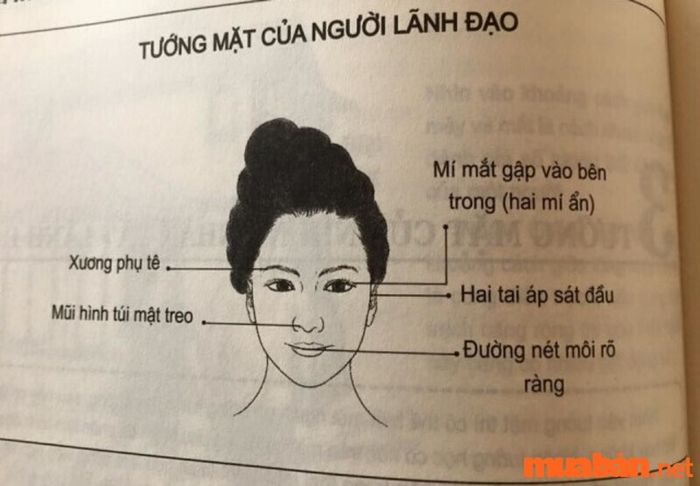 Tướng mặt phụ nữ có khả năng làm lãnh đạo trong nhân tướng học là những người có sự tự tin và sức thuyết phục mạnh mẽ, đồng thời có khả năng dẫn dắt người khác và quyết đoán trong các quyết định.