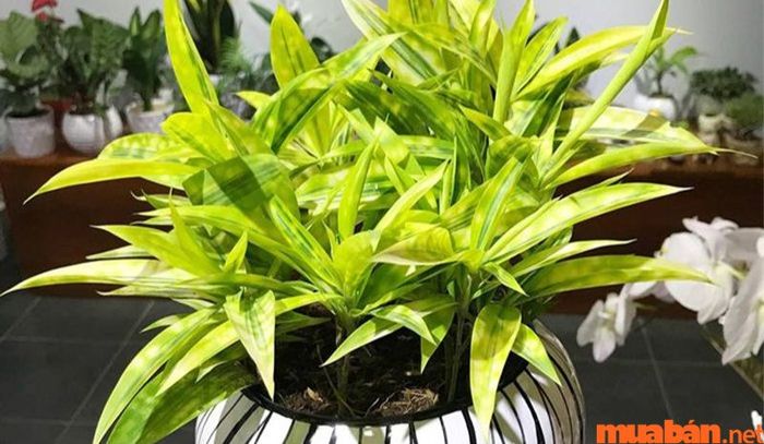 Hướng dẫn chi tiết cách chăm sóc cây trúc nhật