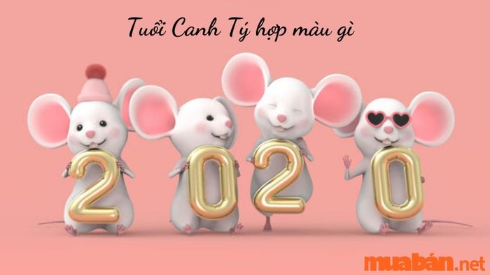 Tuổi Tý hợp màu gì?