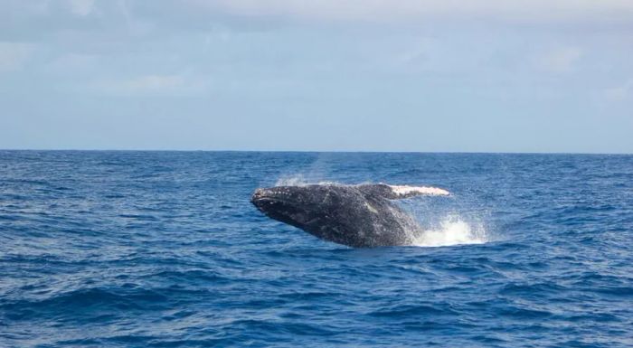 Travelers are increasingly choosing Watamu specifically for the opportunity to see its whales.