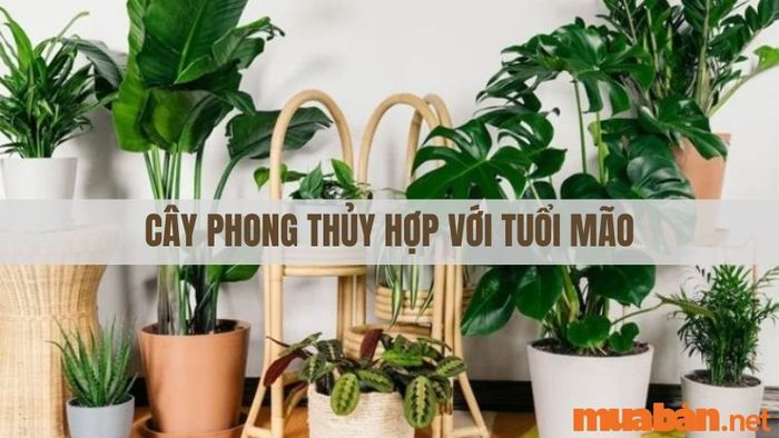 Các cây phong thủy hợp với tuổi Mão là gì?
