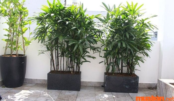 Nhiệt độ lý tưởng để cây trúc nhật phát triển khỏe mạnh là trong khoảng 24 - 28 độ C