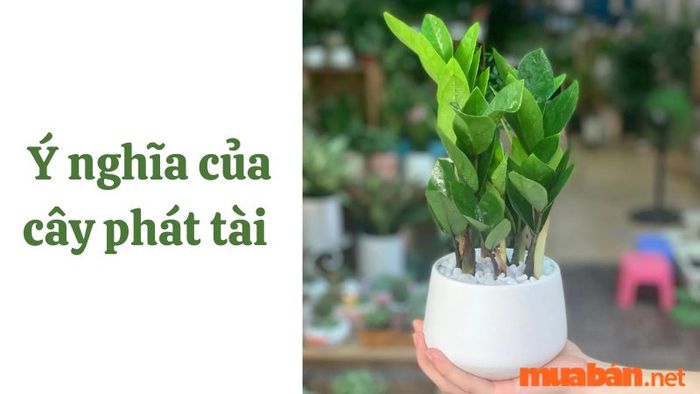 hoa phát tài