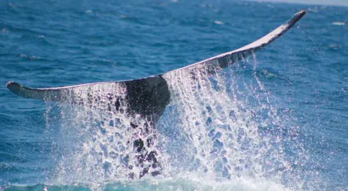 In 2018, 197 humpback whales were reported in the region.