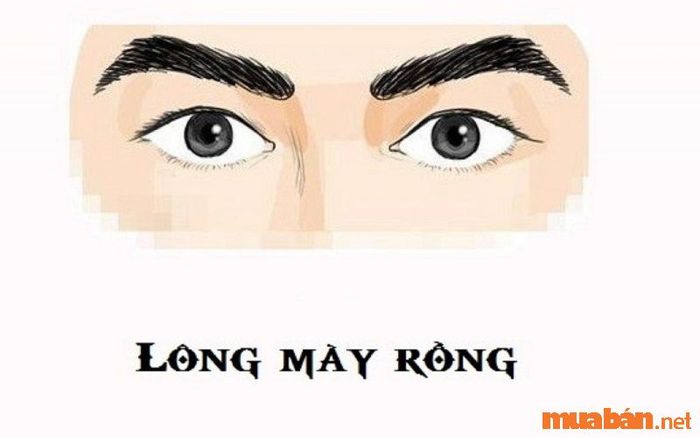 Chân mày rồng