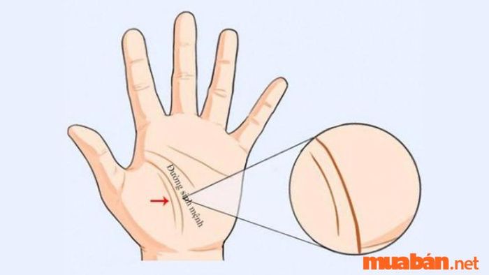 Vượng phu là gì?
