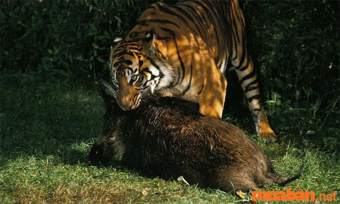 Giấc mơ thấy cọp đang săn mồi trong giấc ngủ của bạn.