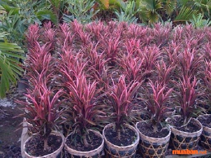 Cây phát tài đỏ