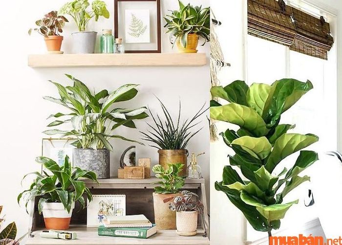 Không nên bố trí quá nhiều cây xanh trong phòng ngủ.