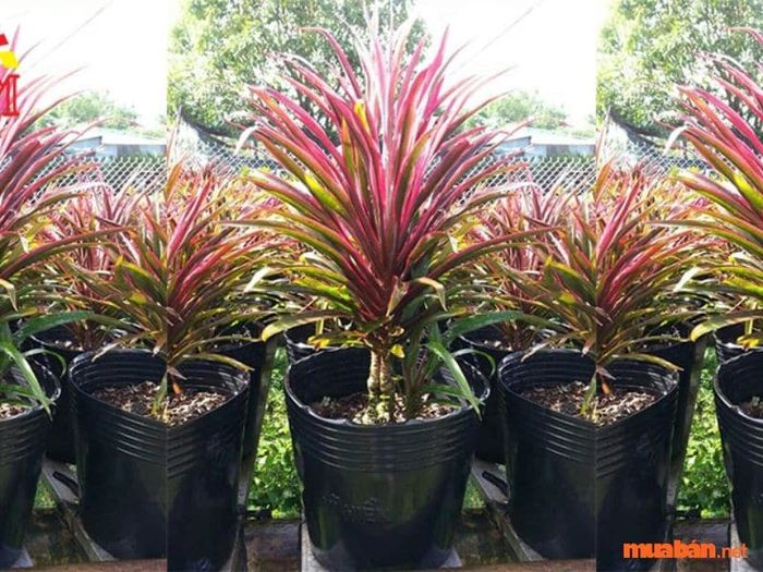 Cây phát tài đỏ, biểu tượng của sự may mắn và thịnh vượng