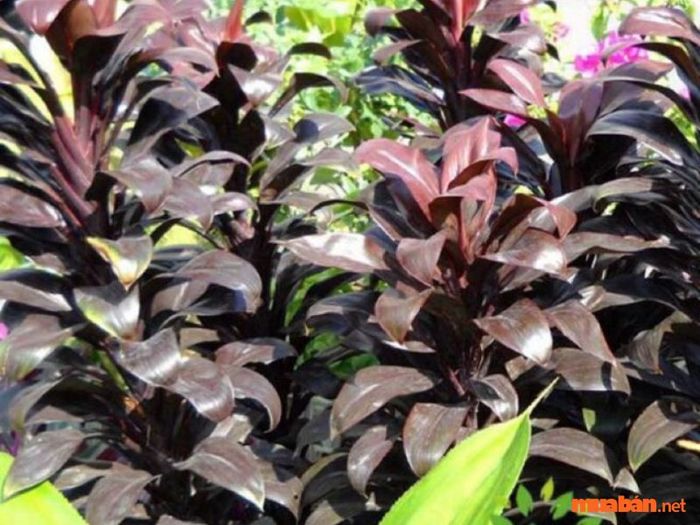 Cây phát tài đỏ - Loài cây mang lại may mắn và tài lộc