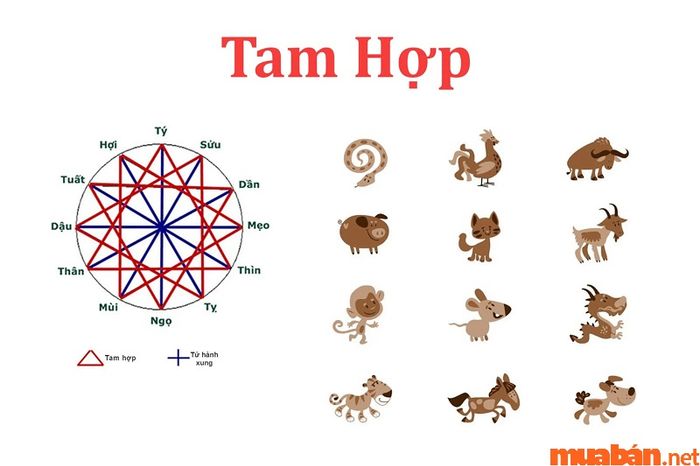Tam hợp tuổi Hợi khắc với những tuổi nào?