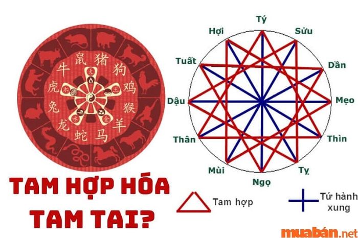Tam hợp hóa tam tai tuổi Hợi với tuổi nào