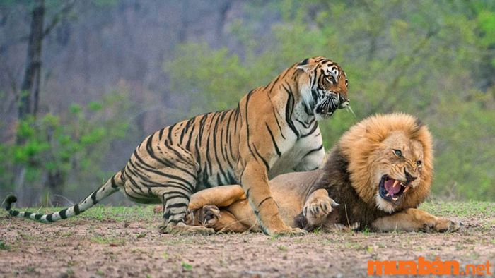 Mơ thấy cọp và sư tử cùng xuất hiện trong giấc mơ của bạn.