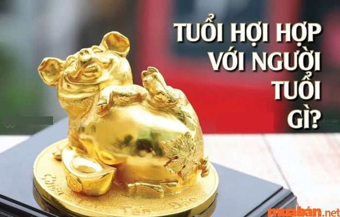 Tuổi Hợi tương hợp với những tuổi nào?