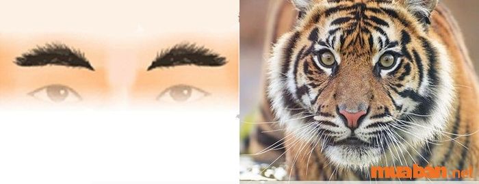 Chân mày hình hổ ở nam giới