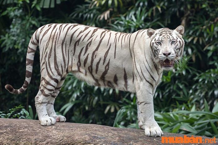 Giấc mơ thấy cọp trắng xuất hiện.