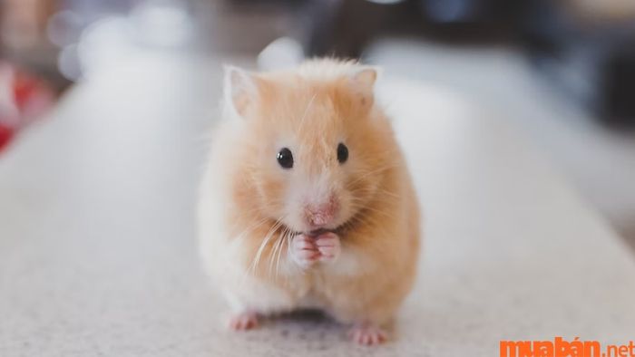 Người sinh năm 1984 cầm tinh con chuột, thuộc năm tuổi Giáp Tý