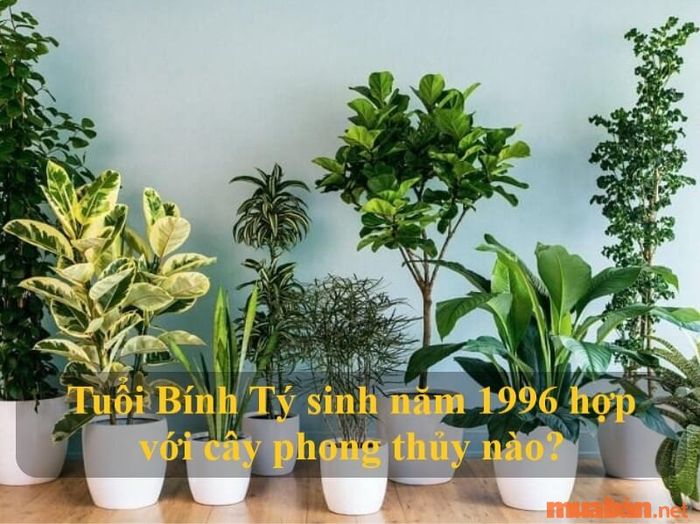 Những loại cây phong thủy nào phù hợp với người sinh năm Bính Tý 1996?