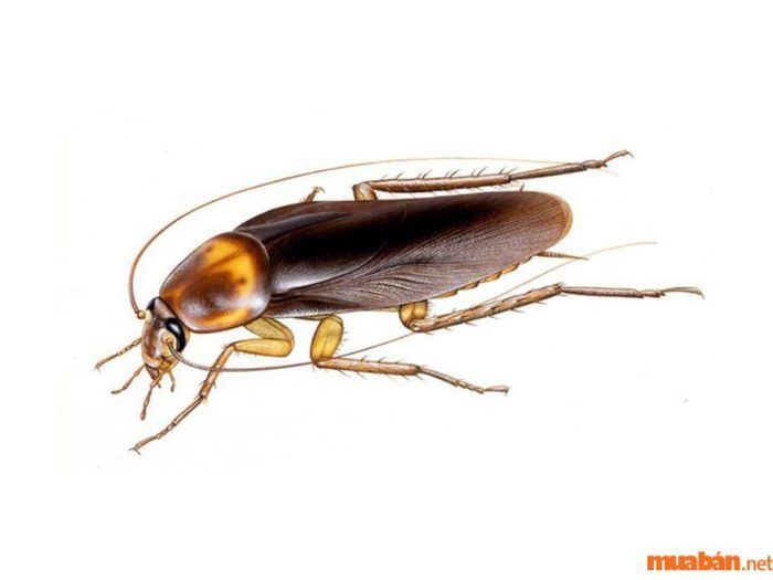Xử Nữ sợ gián