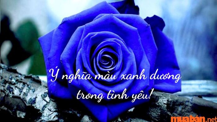 Màu xanh dương trong tình yêu biểu trưng cho những cung bậc cảm xúc rung động sâu sắc