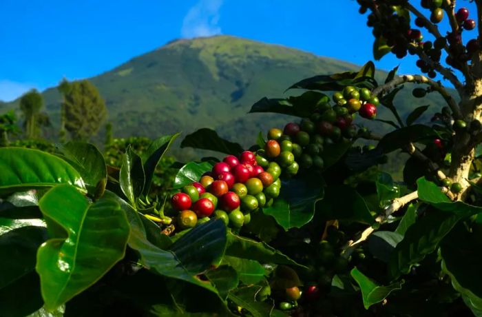 Unimpressive beans? Coffee berries ripening on a plantation in Indonesia's Java island.