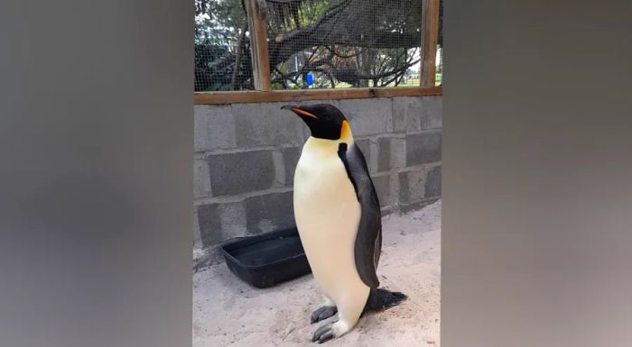 The penguin is currently being rehabilitated by a local wildlife expert.