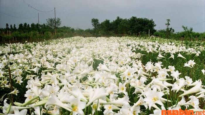 Hoa Bách Hợp