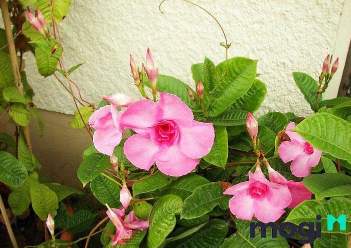 Hoa hồng anh chắc chắn sẽ thổi một làn gió mới, mang đến vẻ đẹp “hồn” cho ban công của bạn.